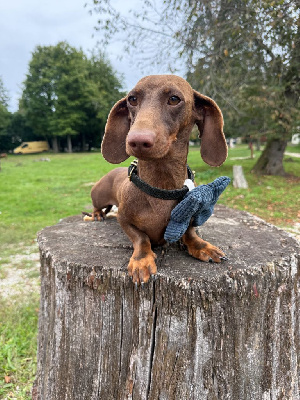 Étalon Teckel poil ras - U2 de la Garenne en Hurepoix