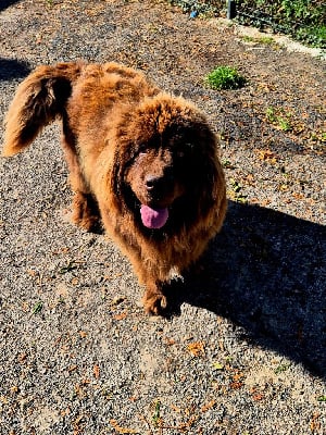 Étalon Terre-neuve - Una du domaine des hautes prairies