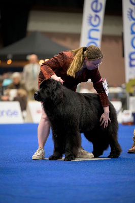 Étalon Terre-neuve - newetta's Educated man