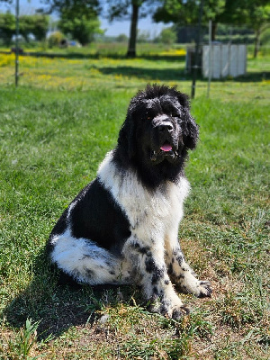 Étalon Terre-neuve - Uba Des Ours D'eau