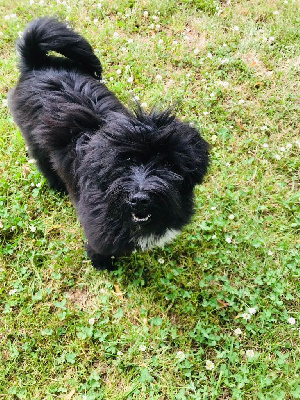 Étalon Terrier Tibetain - Shanel Du vent levant