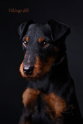 Étalon Terrier de chasse allemand - Vikings de las Sesteriades