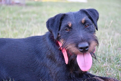 Étalon Terrier de chasse allemand - Dusty vom st.galler rheintal djt