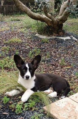 Étalon Welsh Corgi Cardigan - Aurore dite astuce De Mtm Farm