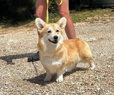 Étalon Welsh Corgi Pembroke - forte's brand Mika do