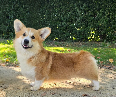 Étalon Welsh Corgi Pembroke - Un amour-de-jeunesse koda des Romarins de Mayerling