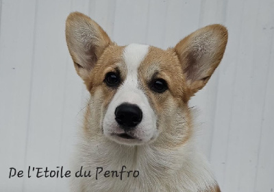 Étalon Welsh Corgi Pembroke - Ace coco gauff du Domaine D'Arinella Bianca