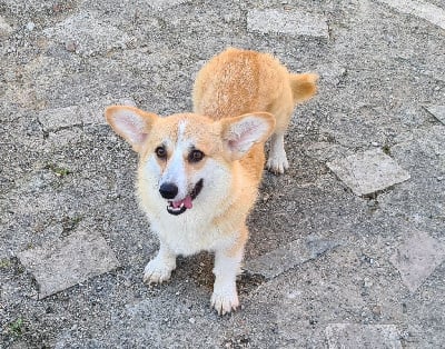 Étalon Welsh Corgi Pembroke - Umpalumpa de Paline