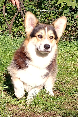 Étalon Welsh Corgi Pembroke - V' el perello De Jaykay Land