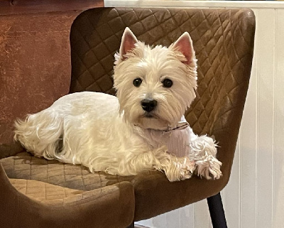 Étalon West Highland White Terrier - Ria Du domaine d'alexan