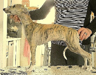 Étalon Whippet - Ava gardner De Lev'horse