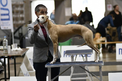 Étalon Whippet - CH. Tea time (copro) Du croquet