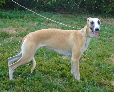 Étalon Whippet - The fifth element de l' eden d'isawan