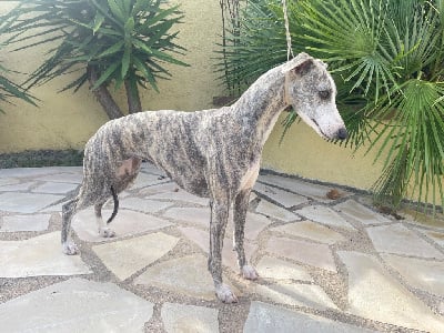 Étalon Whippet - Vague d'amour Du Domaine Rose Chardon