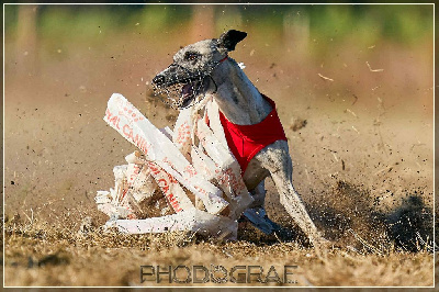 Étalon Whippet - CH. Perséa Du Chene Des Morinieres