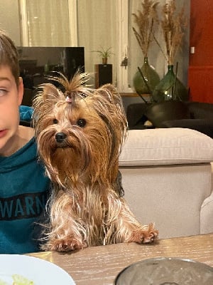 Étalon Yorkshire Terrier - Thalys Du Val De Clavernau