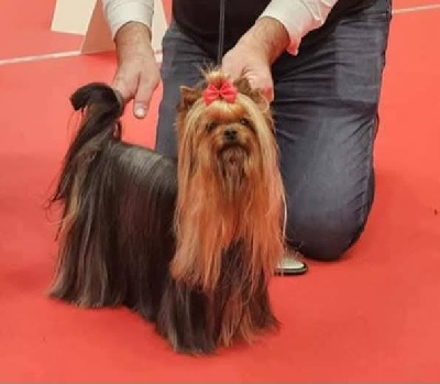 Étalon Yorkshire Terrier - CH. True love Du petit lac saint james
