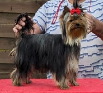 Étalon Yorkshire Terrier - Ulvina dream D'ivena des lys