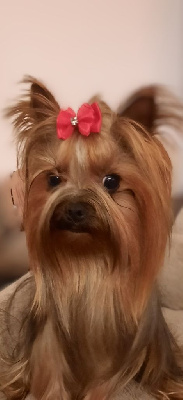 Étalon Yorkshire Terrier - Tiyana De L'arche D'or