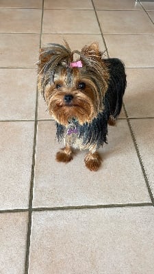 Unique dolly De La Lionne Des Neiges