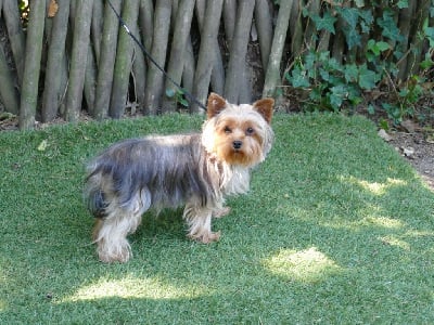 Étalon Yorkshire Terrier - California new star (Sans Affixe)