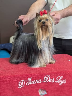 Étalon Yorkshire Terrier - Umour D'ivena des lys