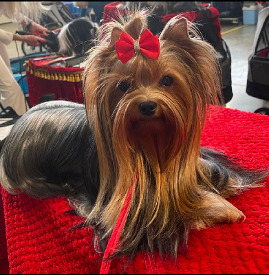 Étalon Yorkshire Terrier - The gril d'amour de la légende des trolls