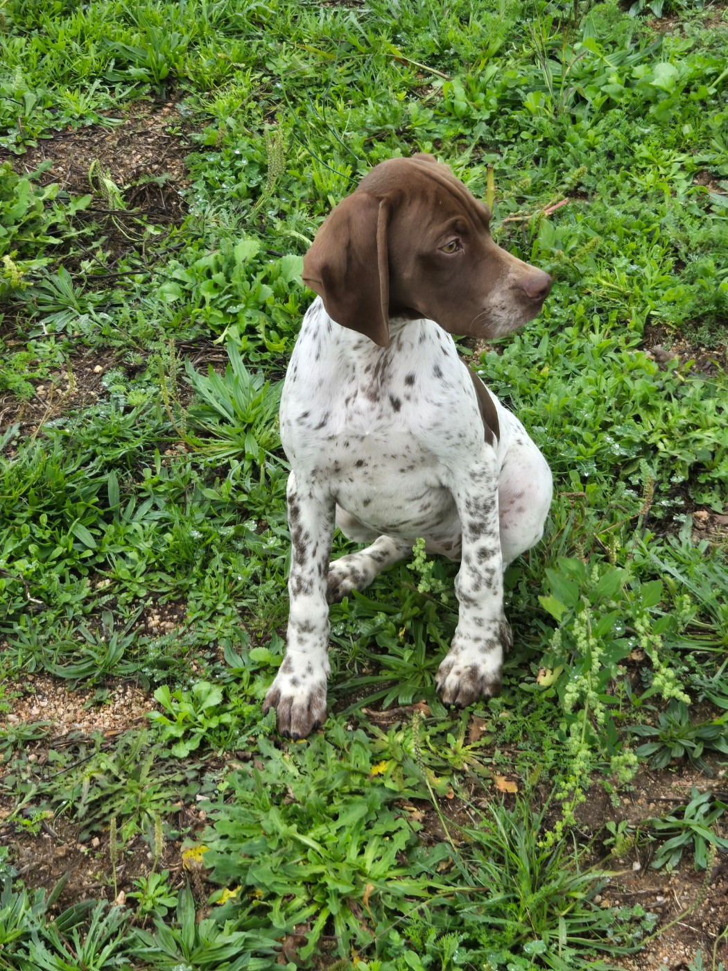 Publication : De Moca-Croce Auteur : AV