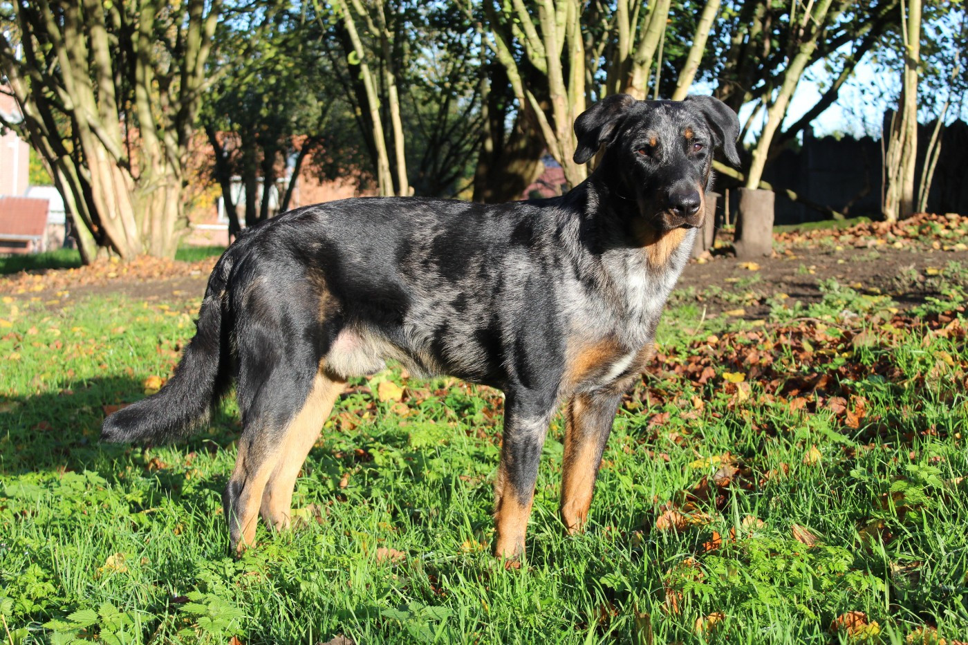 Publication : Des Feux Argentés 