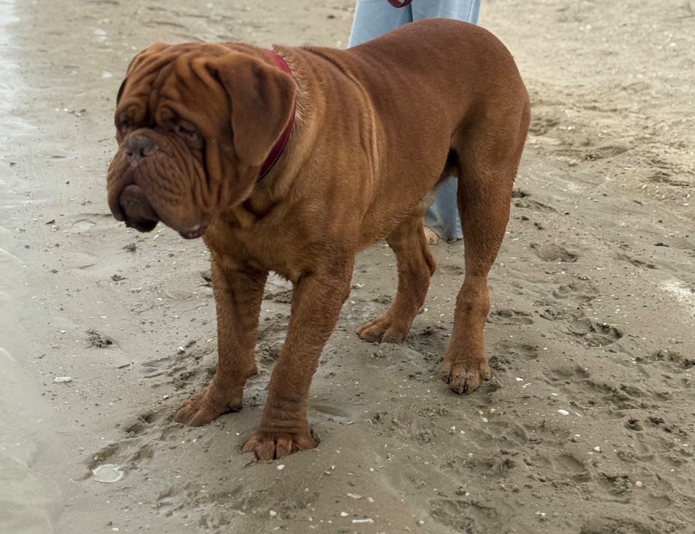 Publication : De L’Abbaye Du Pévèle Auteur : Nicolas