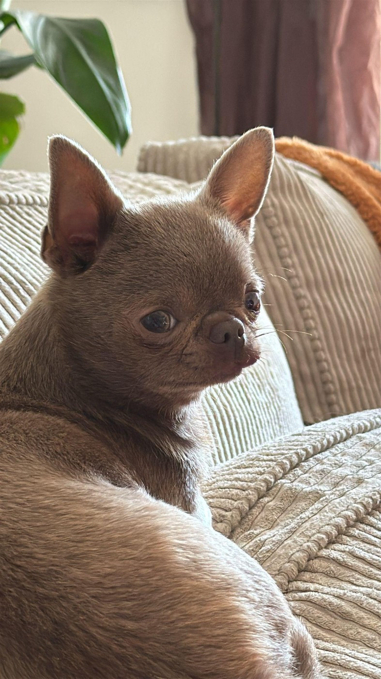 Publication : Du Palais Des Matriochkas