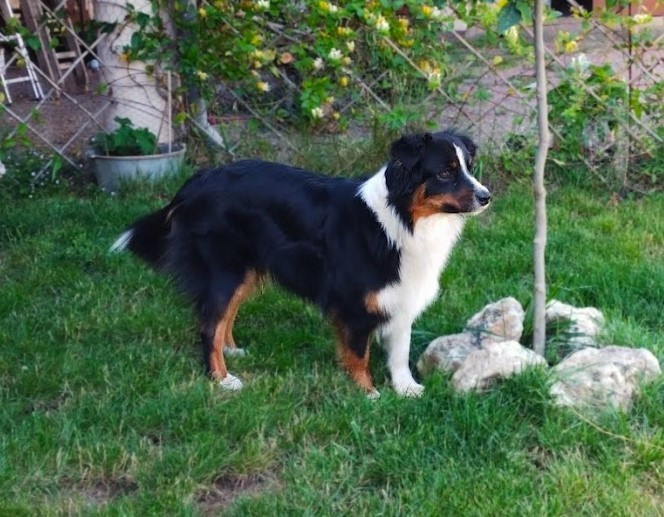 Publication : De La Masia Du Sotoul 