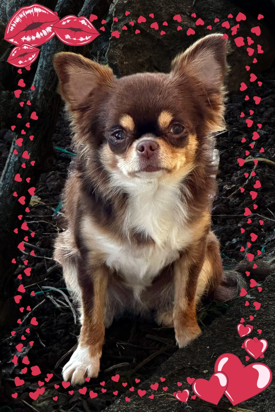 Publication : Des Anges d'Agapi 