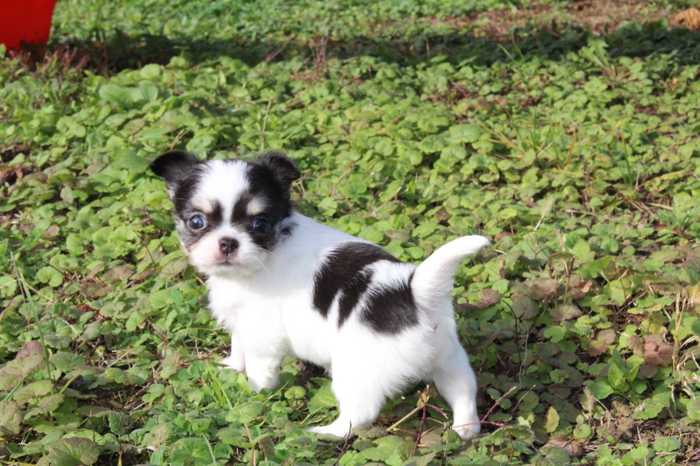 Publication : des Terres de la Faisanderie Auteur : Laurenne PROD'HON