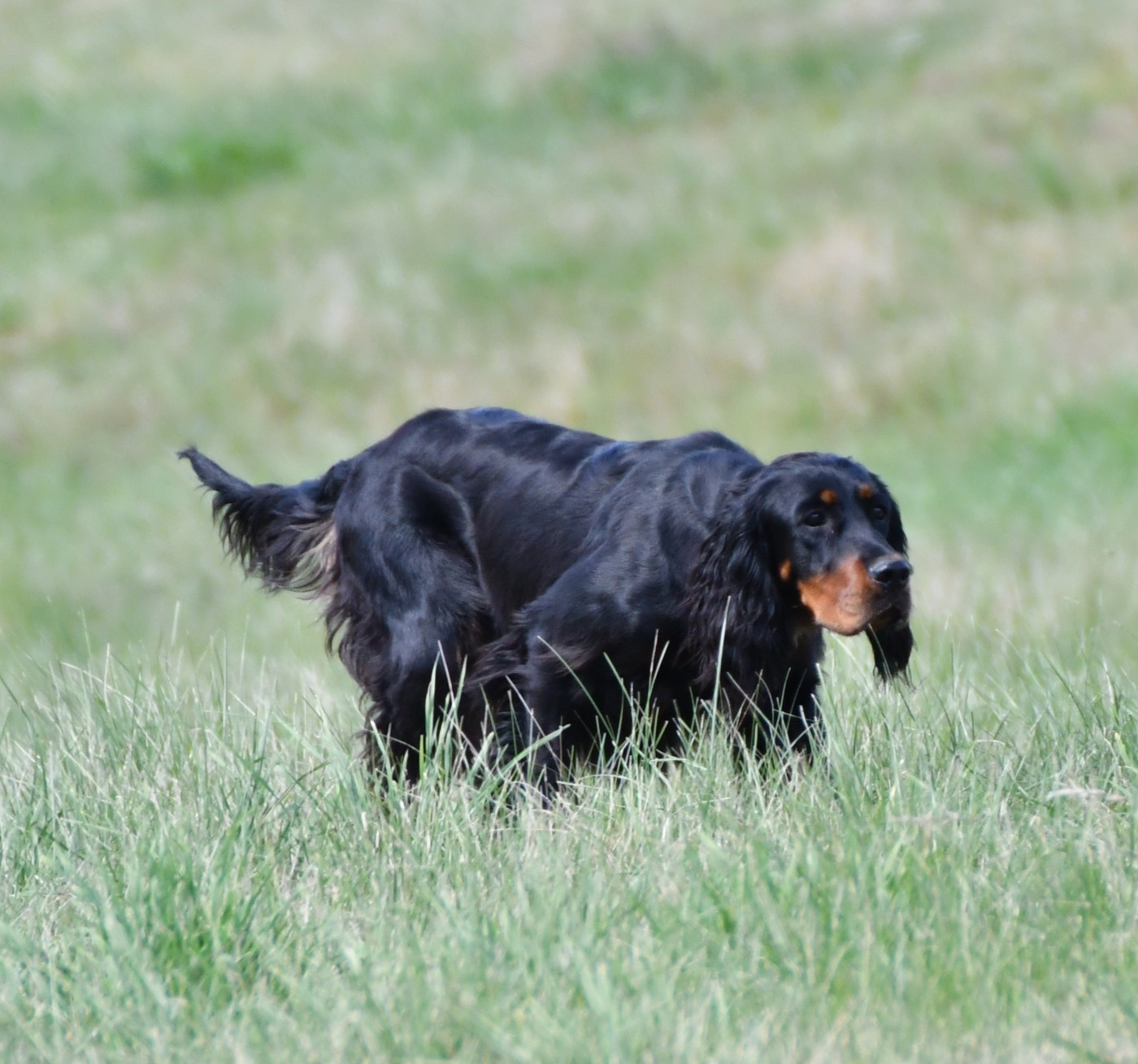 Publication : du bois besnard 