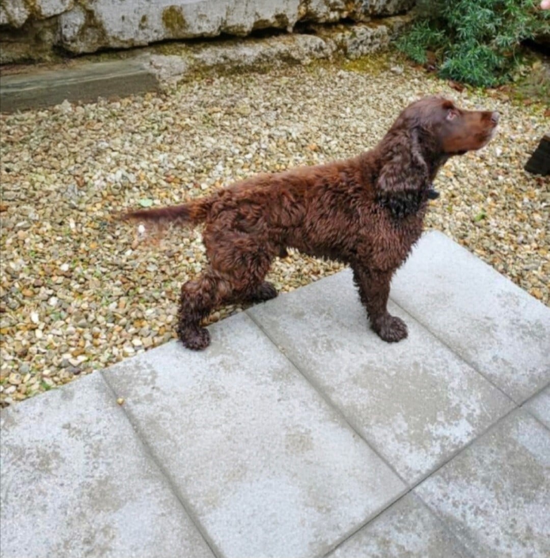 Publication : Du Jardin Des Gones Auteur : Jardin des gones