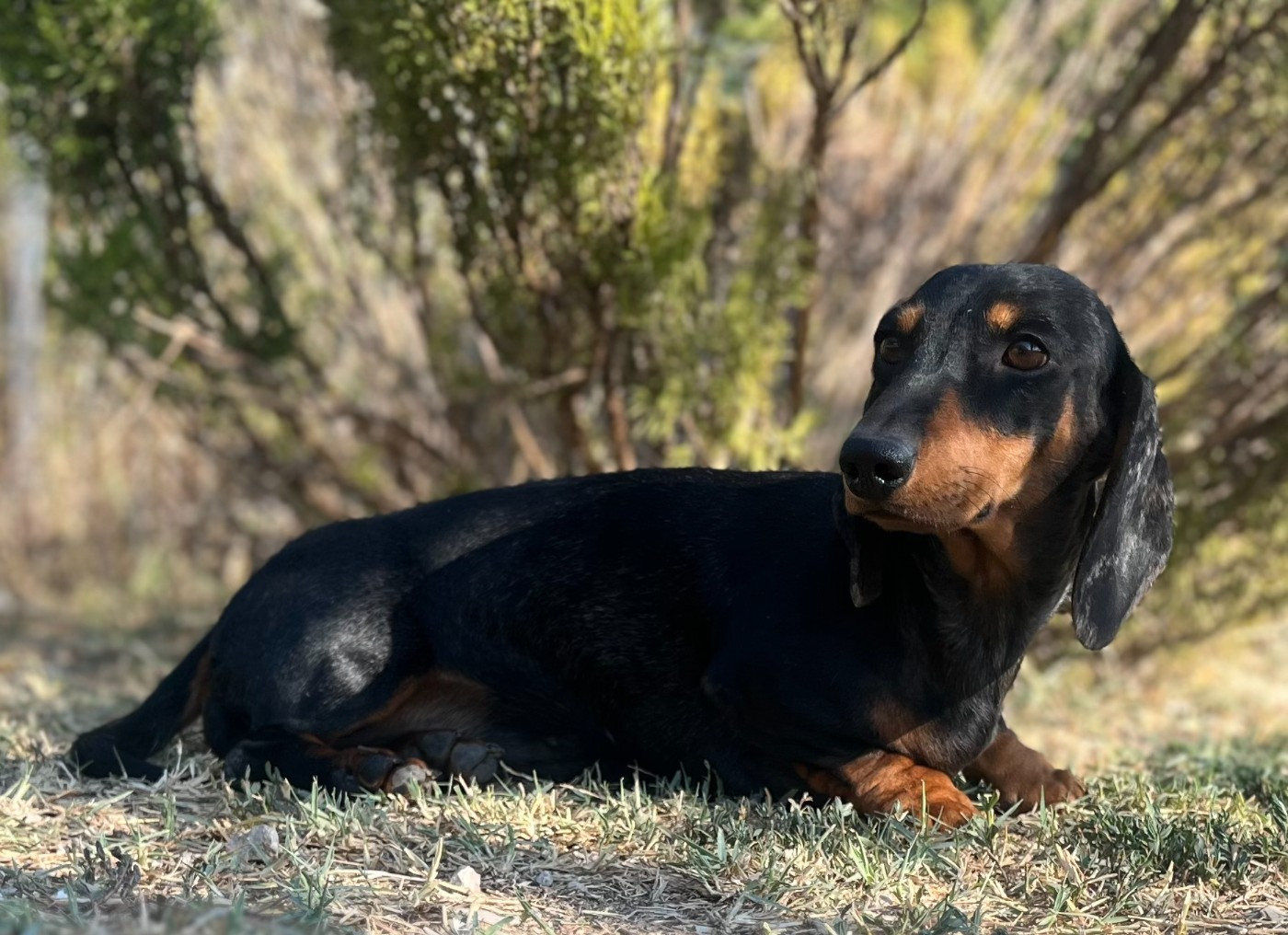 Publication : Du Clos D'edelweis 