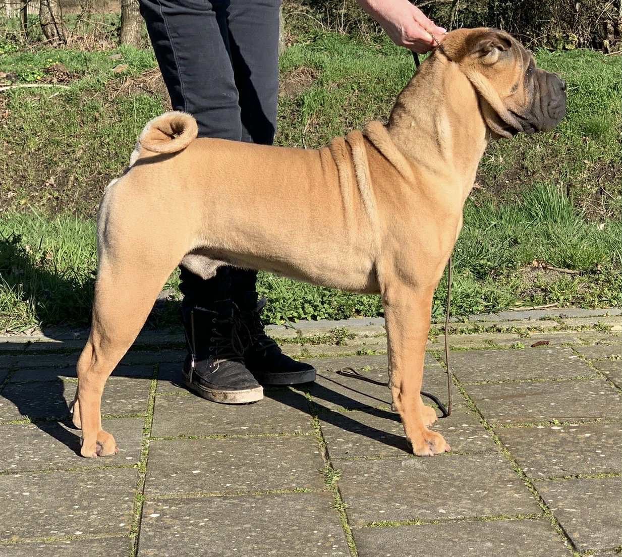 Publication : Shuang-xi Auteur : Kuipers