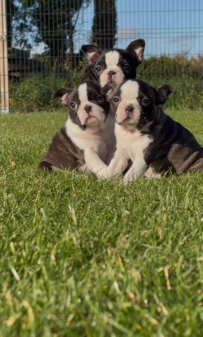 Publication : North Mans 