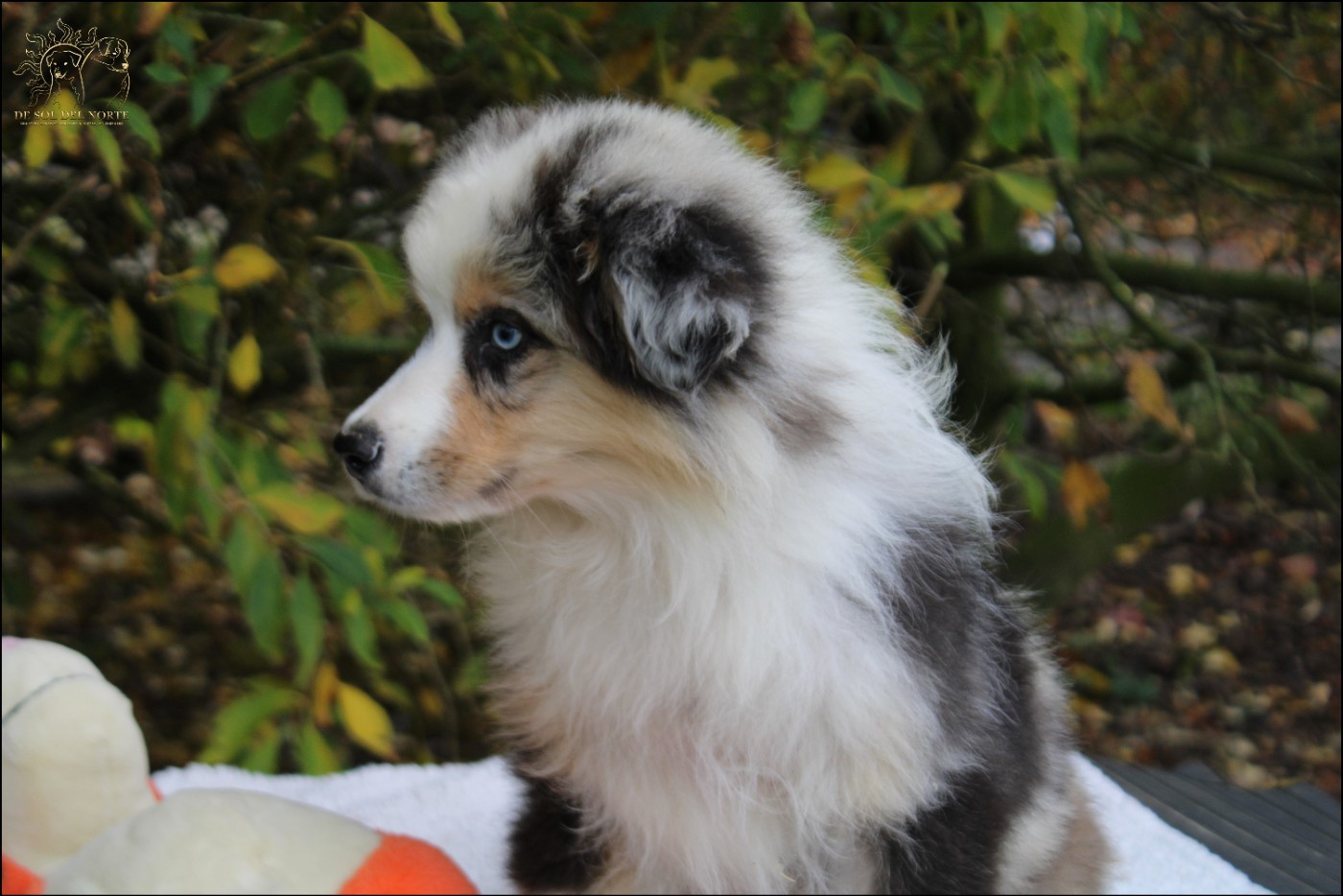 Publication : De Sol Del Norte 