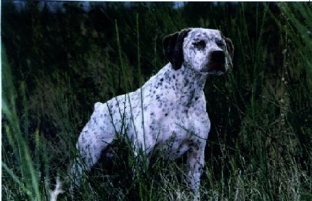 TR. CH. Nolhac de la croix saint loup