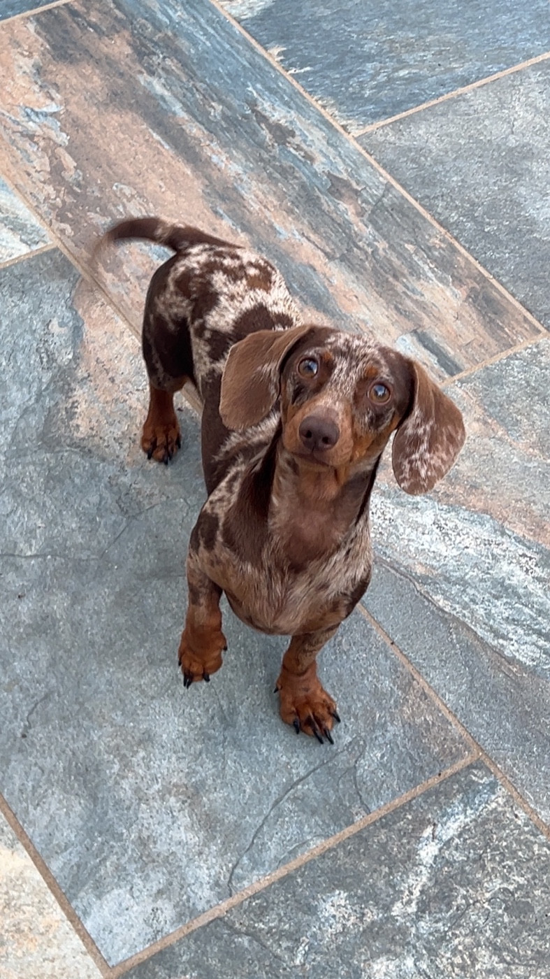 Publication : Des Pépites De La Bergerie Auteur : Kaninchen