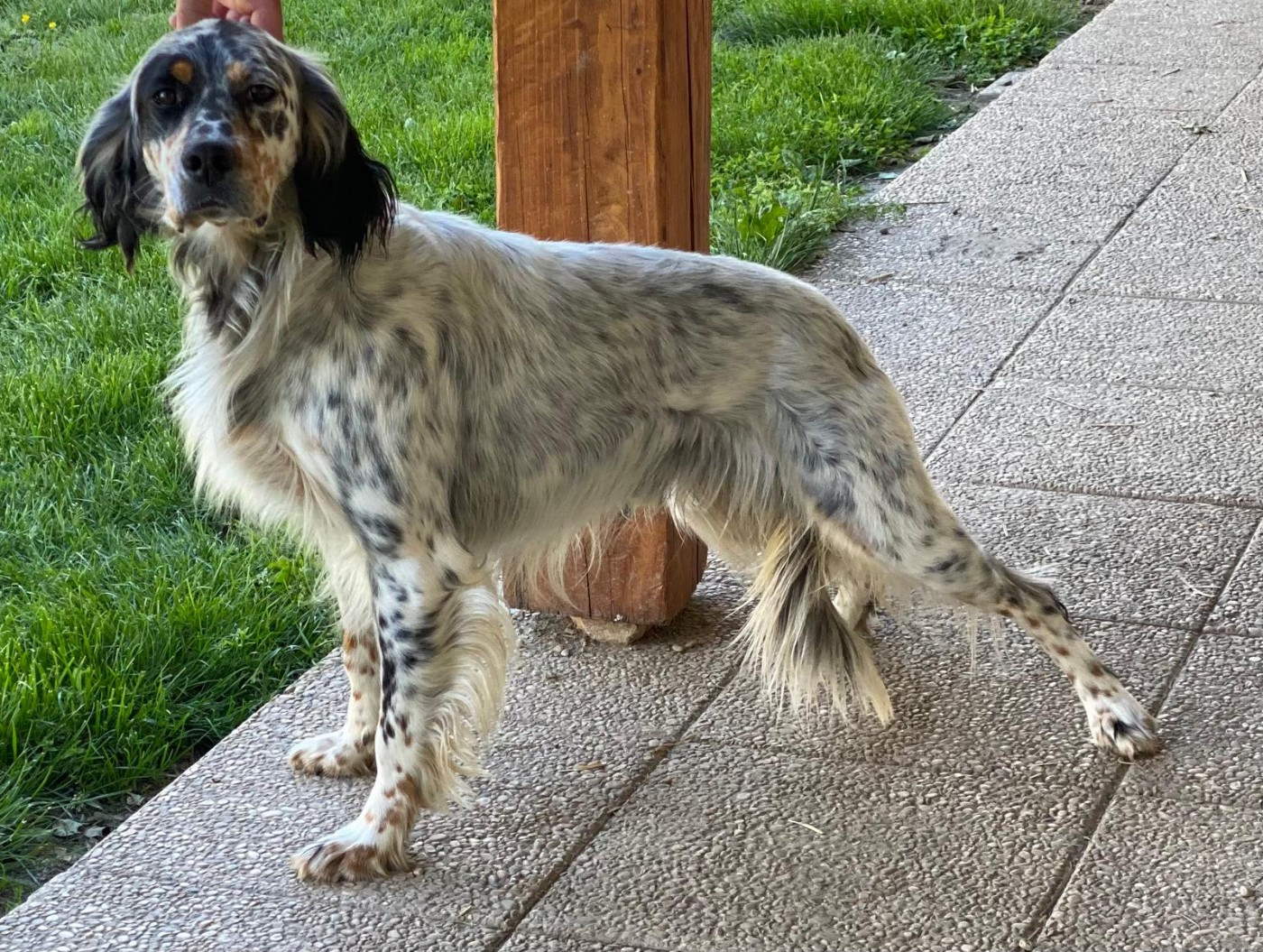 Publication : de Ledignan Auteur : Henri CAVAILLER