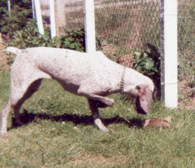 Panka de la vallee de canbiere