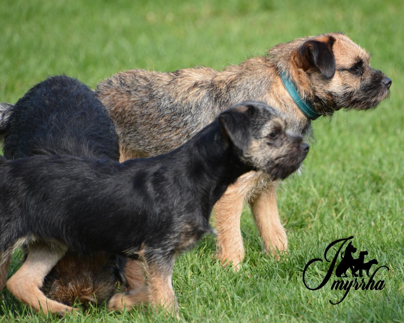 Publication : D'imyrrha Auteur : Imyrrha