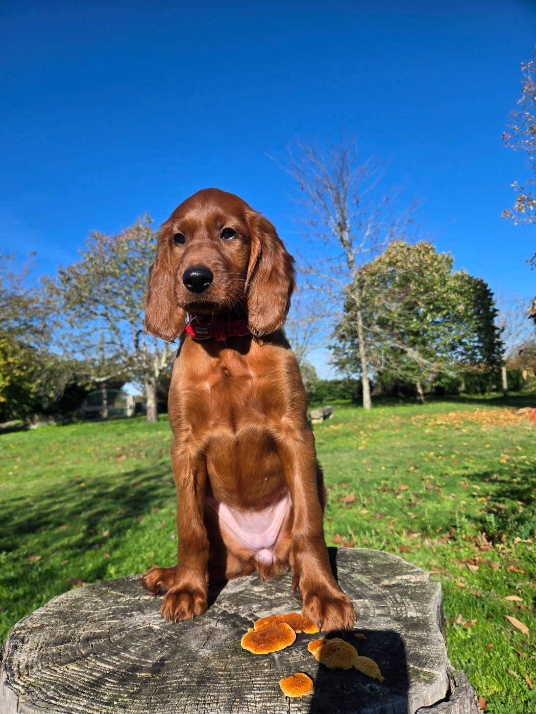 Publication : De L'épivant Clery 