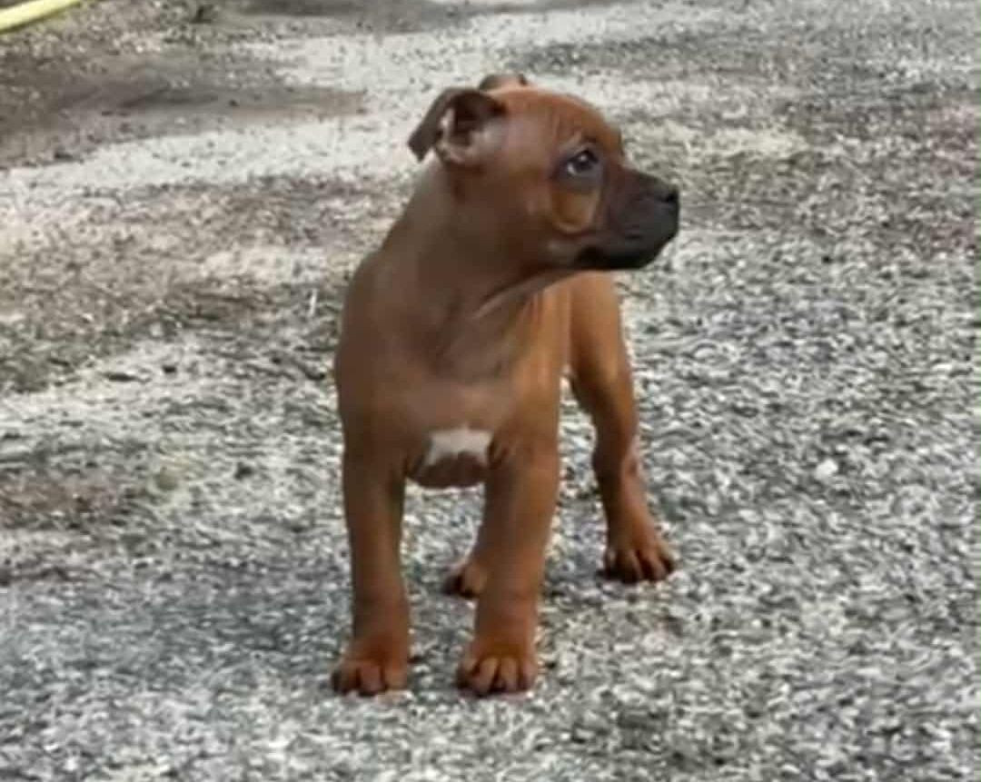 Publication : Des Narcisses Du Royaume D'egypte 