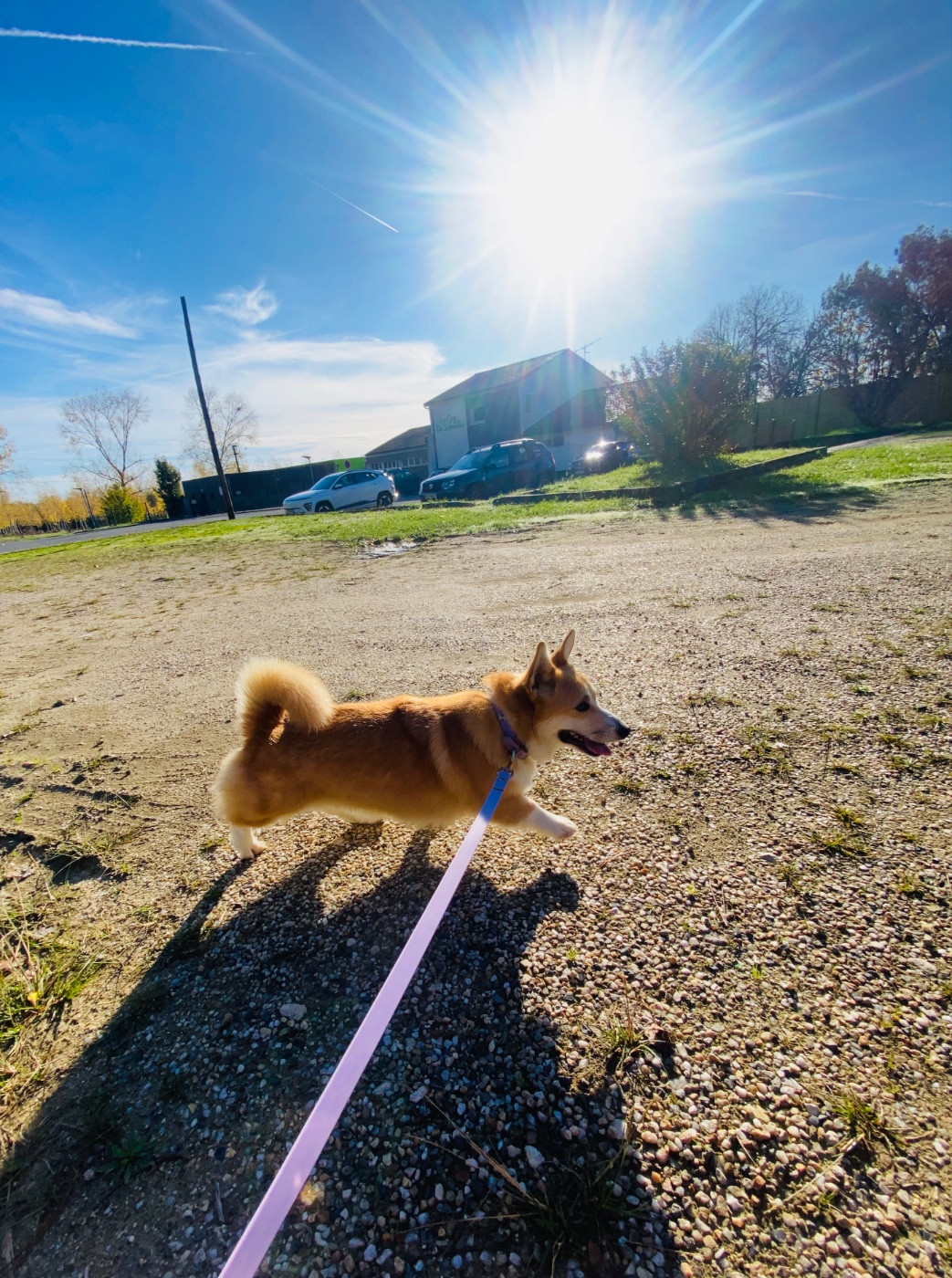 Publication : Du Royaume Des Acacias 