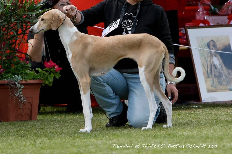 Taoudéni at tigidit (Sans Affixe)