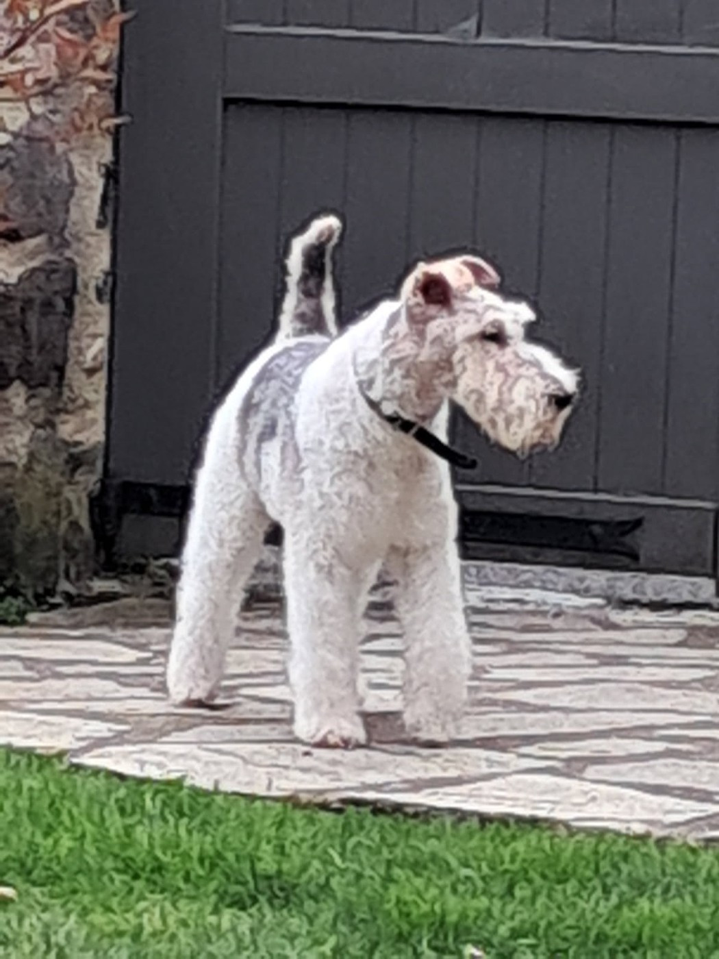 sammy de la meute des cabannes